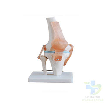 ARTICULATION GENOU + LIGAMENTS-20052022-para-pharmacie-marrakech-1653066777