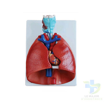 LARYNX+COEUR+POUMONS MODELE COMPLET-20052022-para-pharmacie-marrakech-1653065747