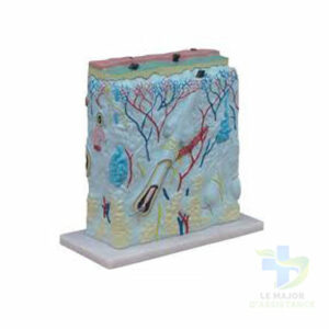 PEAU - COUPEE AGRANDI 105 FOIS-20052022-para-pharmacie-marrakech-1653065823