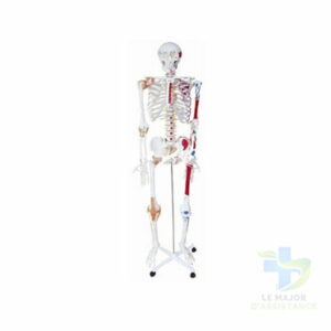 SQUELETTE HUMAIN - PVC MARQUAGE MUSCULATURE-20052022-para-pharmacie-marrakech-1653066882